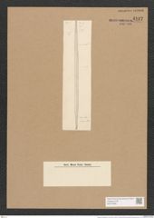 Nitzschia brevistriata Grun. (de-Toni-Nr.: Genus 47, Species 2087) Zeichnungen Sammlung Grunow Nr. 4147 (NHMW-BOT-W0372028)
